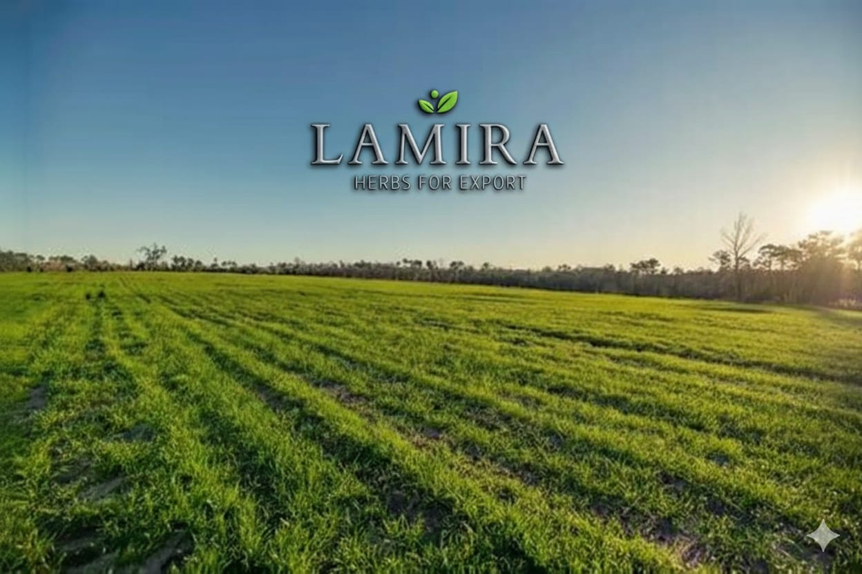 Lamira Herbs For Export | Egyptian Premium Herbs, Spices & Seeds from Egypt