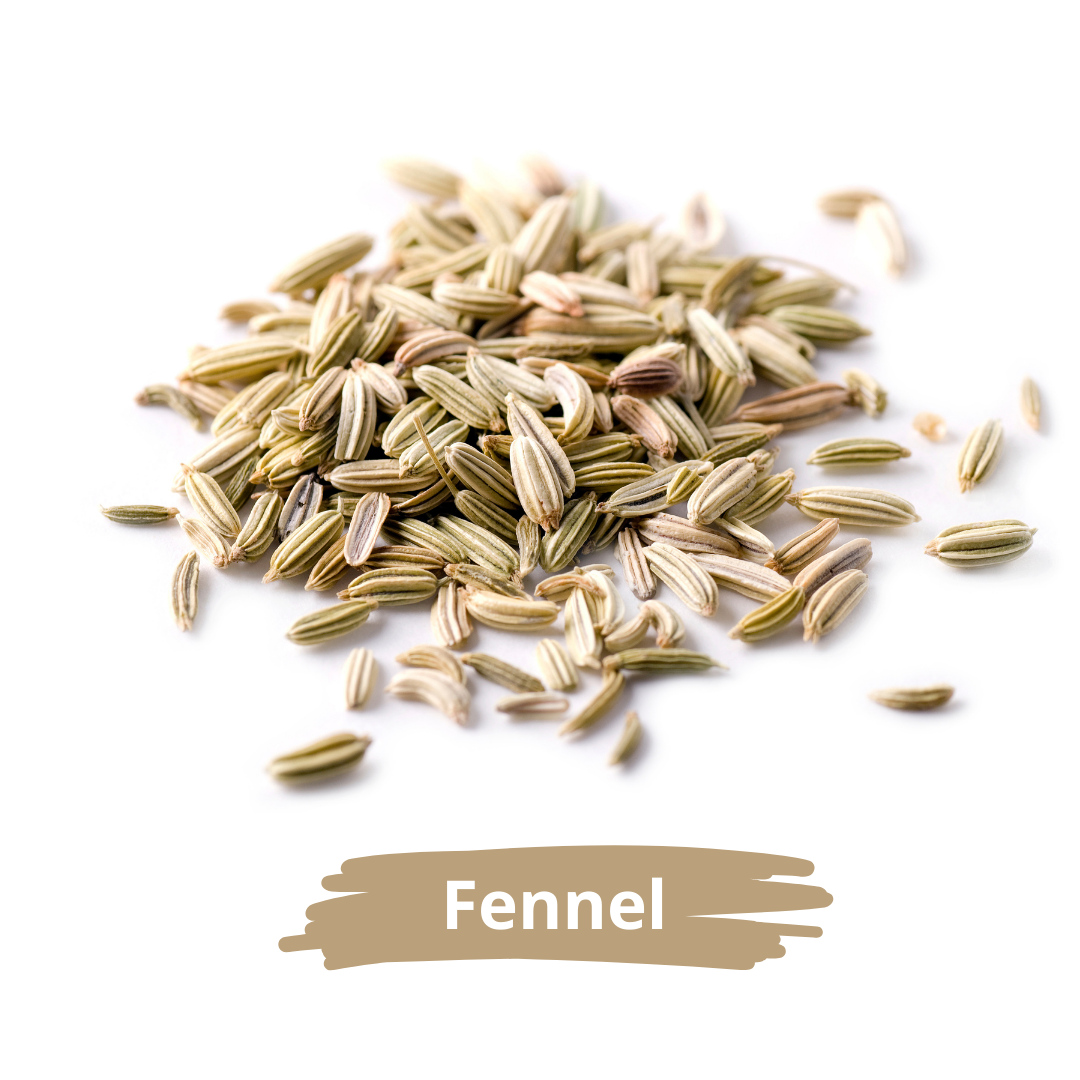 الشمر (الينسون البري)